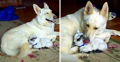 White German Shepherd Adopts Pygmy Baby Goat And Cuddles Her Like Her Own Puppy - Featured image