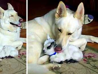 White German Shepherd Adopts Pygmy Baby Goat And Cuddles Her Like Her Own Puppy - Featured image