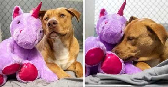 Stray Dog Who Was Continuously Trying To Steal Unicorn From The Store Gets Both The Toy And Permanent Home - Featured image