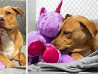 Stray Dog Who Was Continuously Trying To Steal Unicorn From The Store Gets Both The Toy And Permanent Home - Featured image