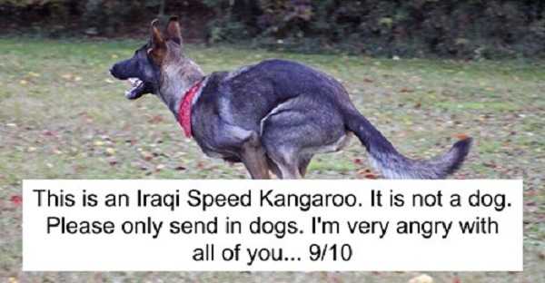 39 Times People Failed To Send Dog Pics To ‘We Rate Dogs’ Twitter - Featured image