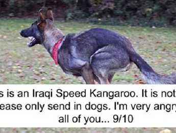 39 Times People Failed To Send Dog Pics To ‘We Rate Dogs’ Twitter - Featured image